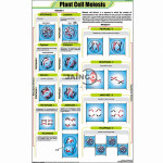 Plant Cell Meiosis Chart